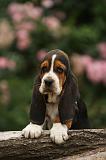 BASSET HOUND 137